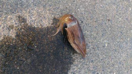 エギング　なかなか釣れません